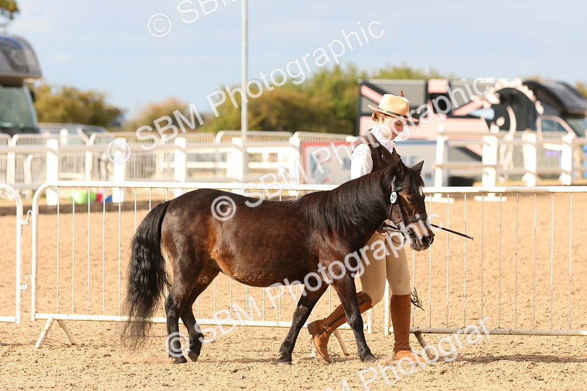 SBM_18334 - Class 318 - IH Part Bred Horse Pony