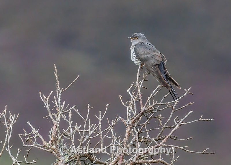 Cuckoo - Latest Images