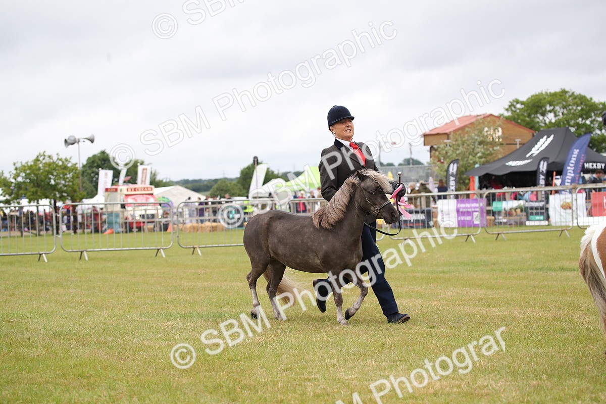 SBM_04032 - Class 23-25 - British Miniature Horse of the Year