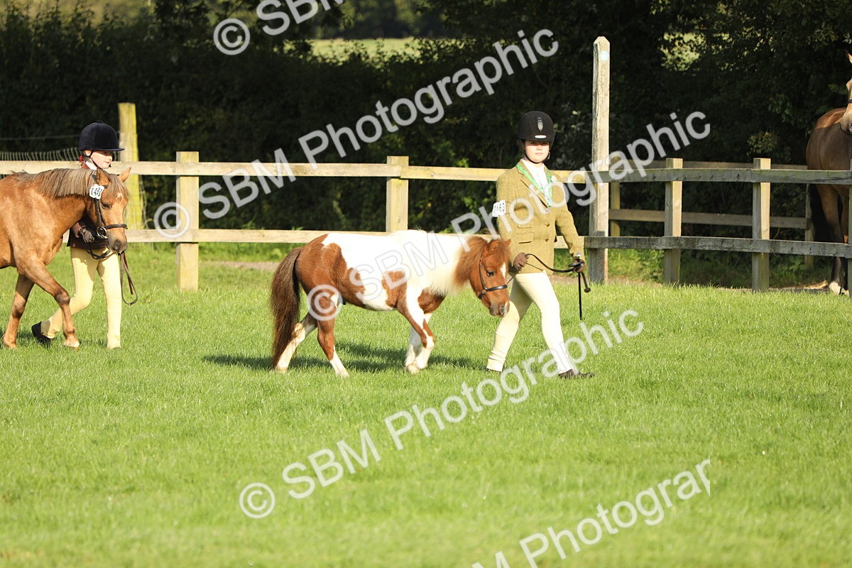 SBM_60793 - S43 - Coloured Pony In Hand
