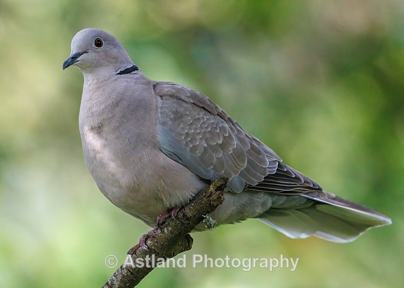 Collared Dove - Latest Images
