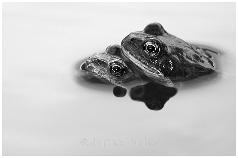 3 Amplexus - Best of British Wildlife