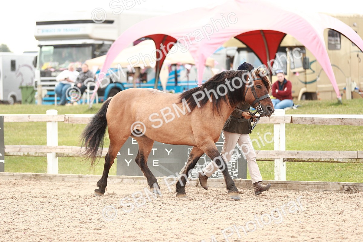 SBM_12459 - Class 207 IH M&M