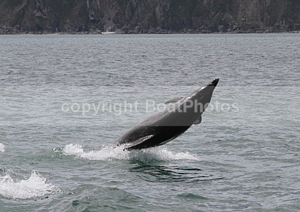 100726 DOLPHIN IMG_6348 - Wildlife