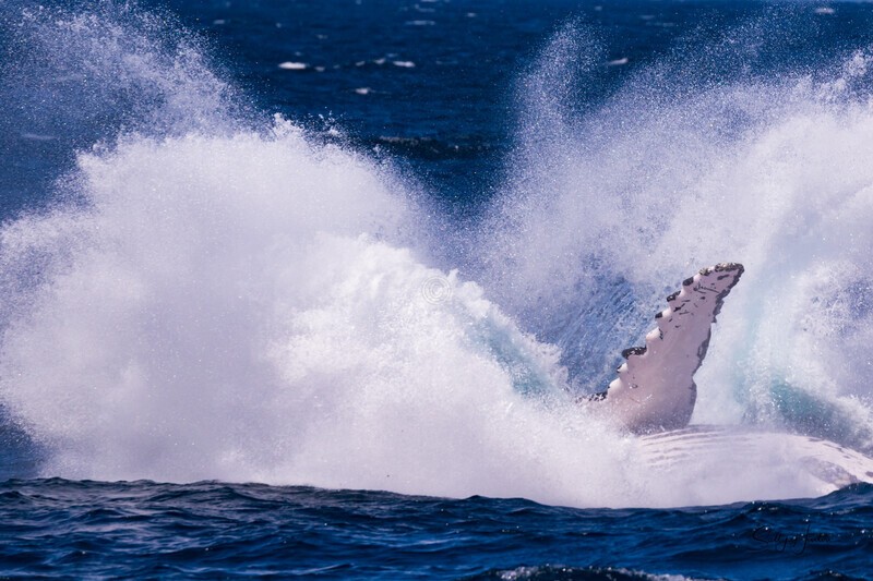 Big Splash 0A3A3843 - Copy - Humpback Whales