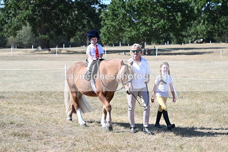 WJ7_1742 - Class 42 Most Handsome Gelding