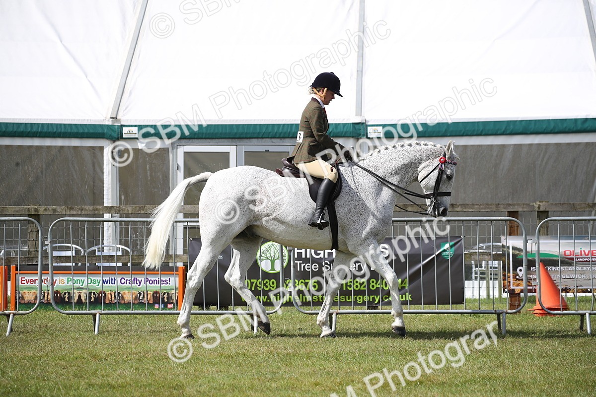 SBM_13183 - Class 95-96 - LIHS BSHA Rising Star Hack Riding Horse