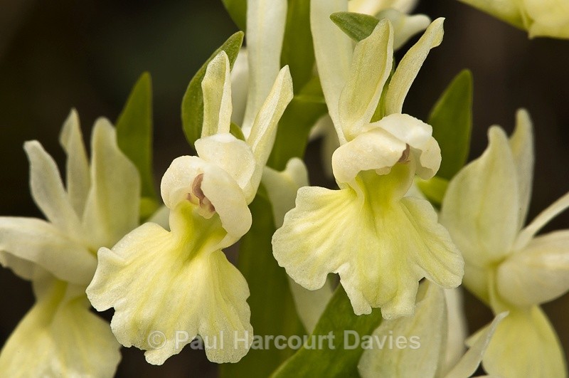 - Orchids - Orchis