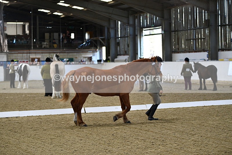 WJ5_3679 - Class 5 In Hand Veterans