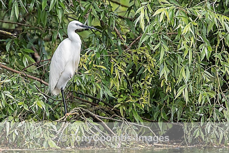 Little Egret - Danube Delta