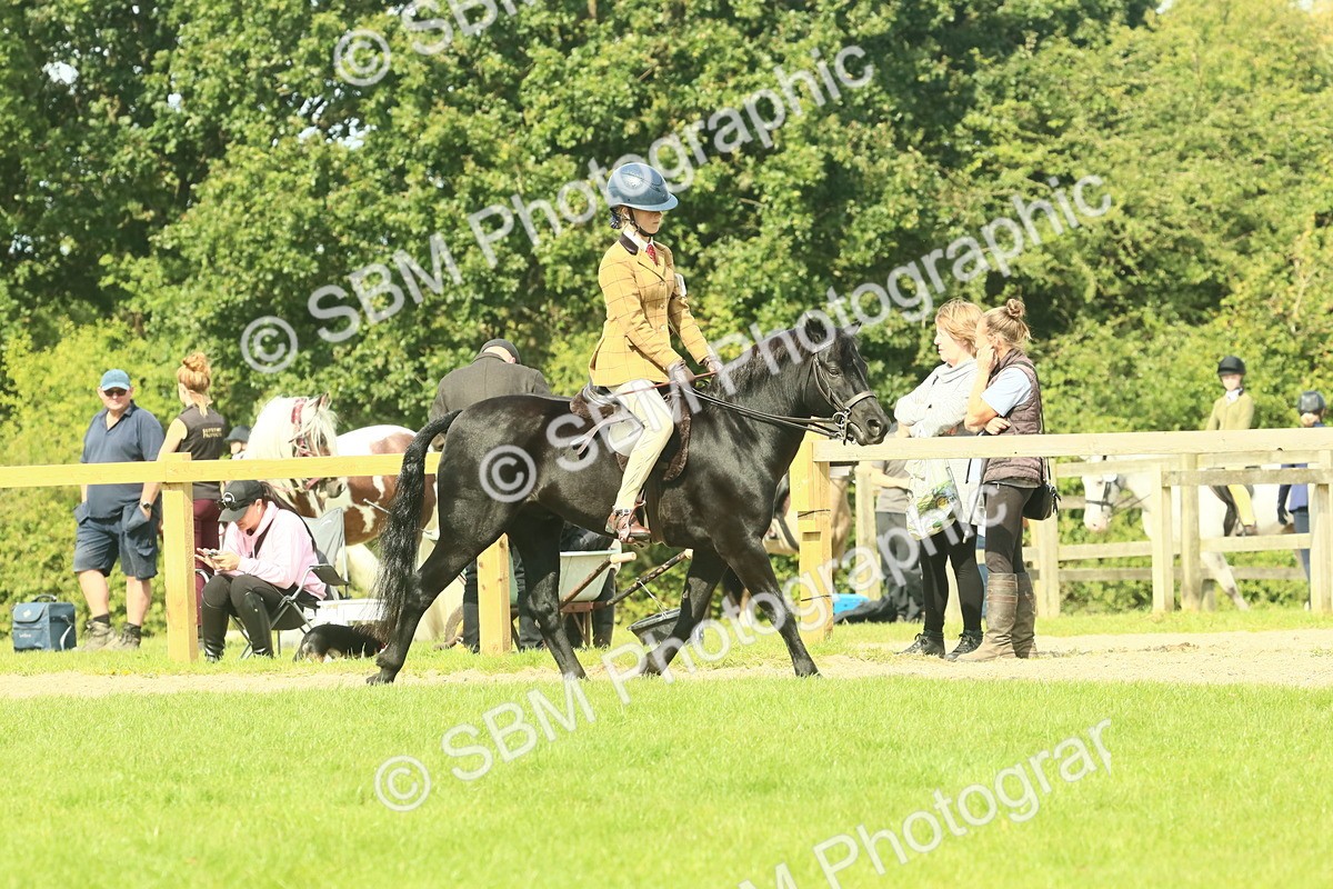 SBM_66502 - S34 - Rehabilitated Rescue Horse & Pony In Hand & Ridden