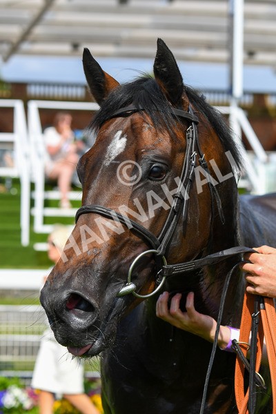 270523-Race 6-Quantum Impact-0937 - Race 6 4.25pm Royal Yorkshire Regiment Handicap