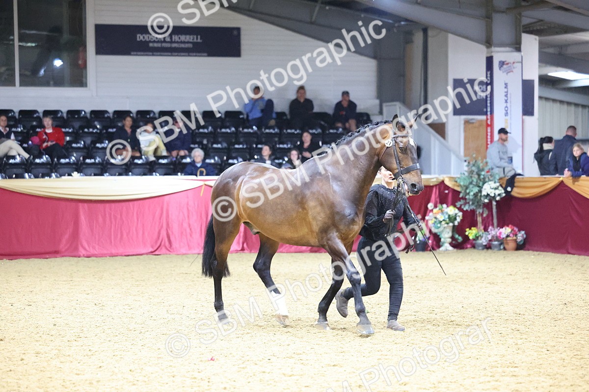 SBM_18793 - Class E IH Horse Champ