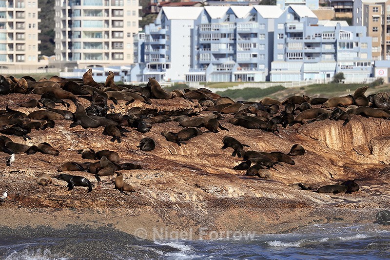 Cape Fur Seals basking, Mossel Bay, South Africa - Seal