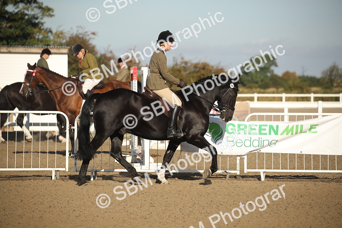 SBM_11568 - Class 502 - Riding Club Horse