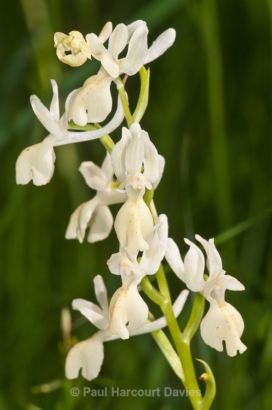  - Orchids - Orchis