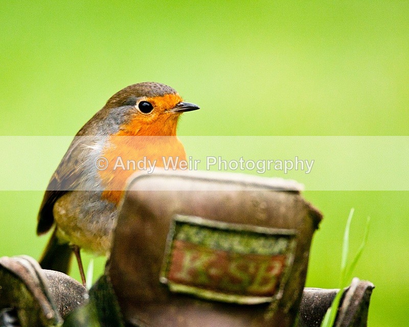 20110305-IMG_8105 - Robin