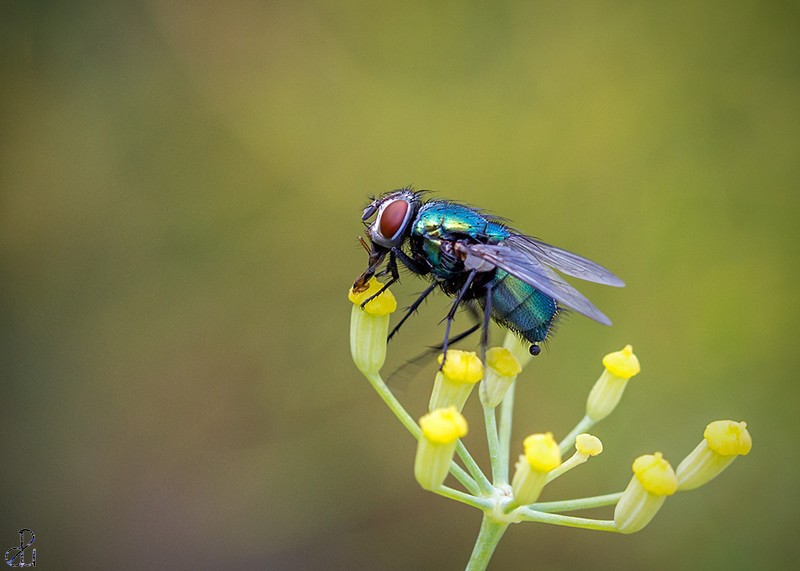Macro photography by Diana Uzun