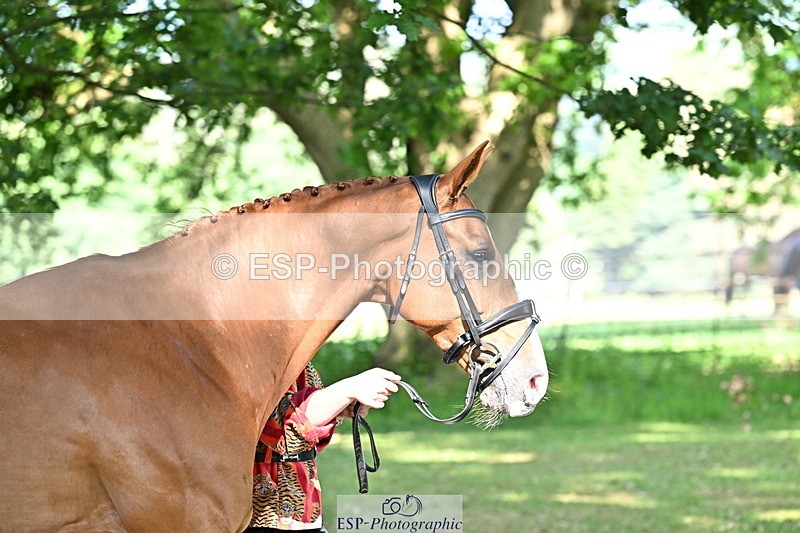 250521A-162251-01100 - C-217-Polly.Kilgour-RENKUM.LADY.VOS