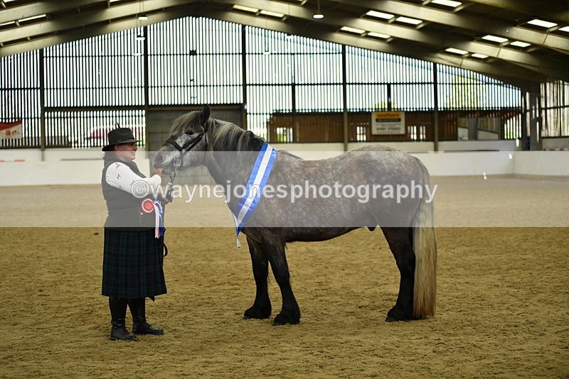WJ5_5818 - Morning in hand Championship
