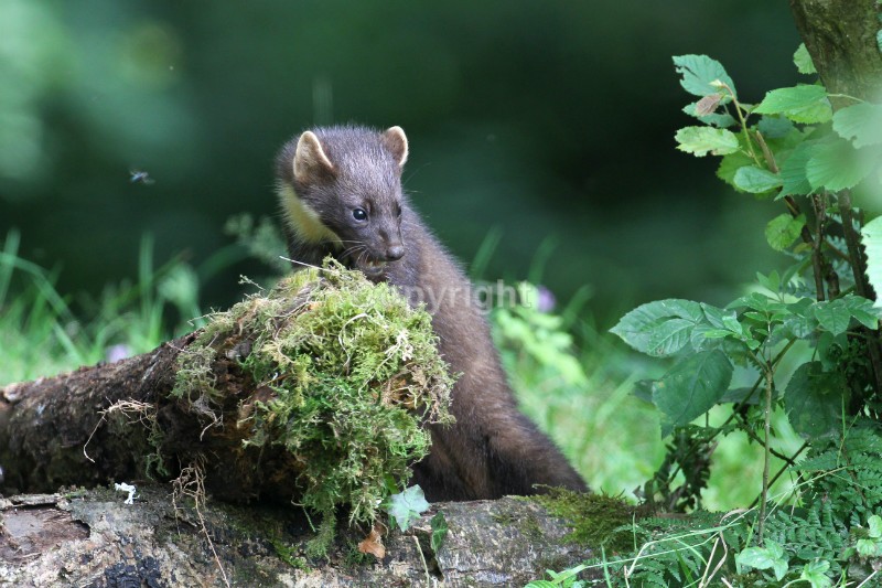 Pine Marten pictures in county louth ireland
