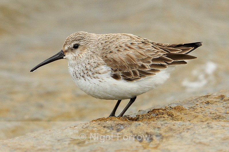 Dunlin (non-breeding plumage) on the causeway at Farmoor - Dunlin