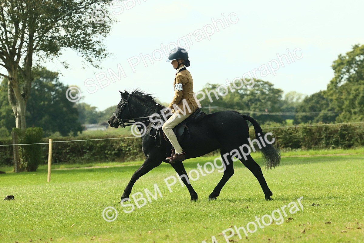 SBM_66506 - S34 - Rehabilitated Rescue Horse & Pony In Hand & Ridden