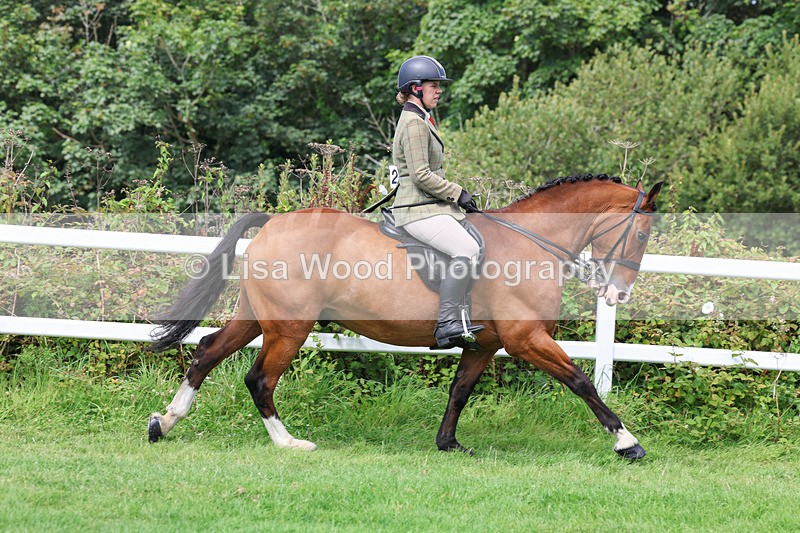 3E7A8650 - Class 5: Working Show Horse