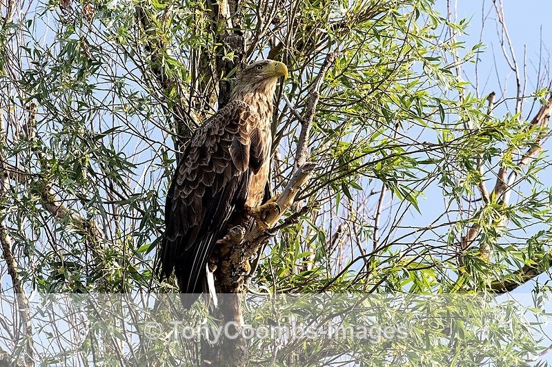 White-tailed Eagle - Danube Delta