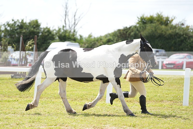 DSC07053 - Class 61: Coloured Horse 4yrs & Over