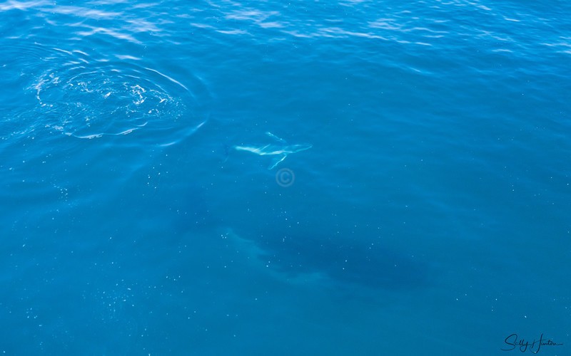Humpback Baby 3