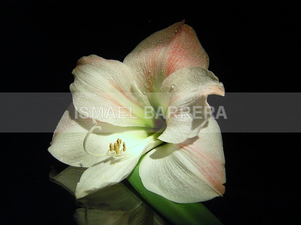 drops - FLORAL