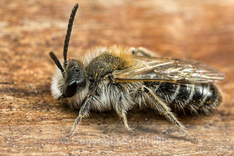 Andrena barbilabris (m) - Andrena barbilabris