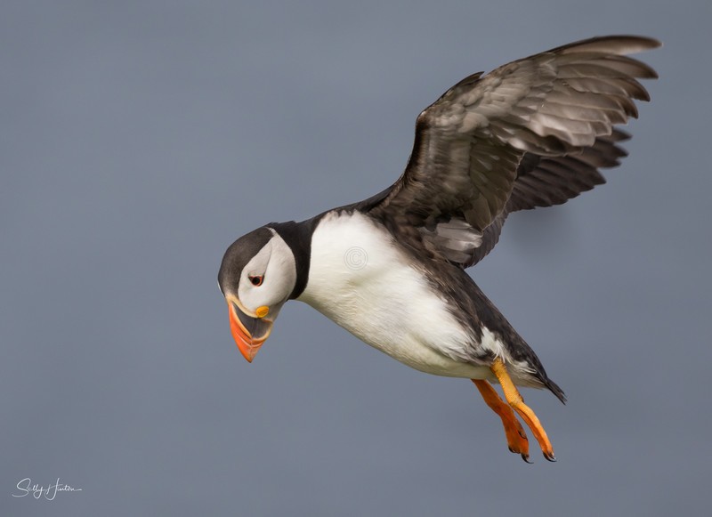 Puffen Flying 7 - Puffins