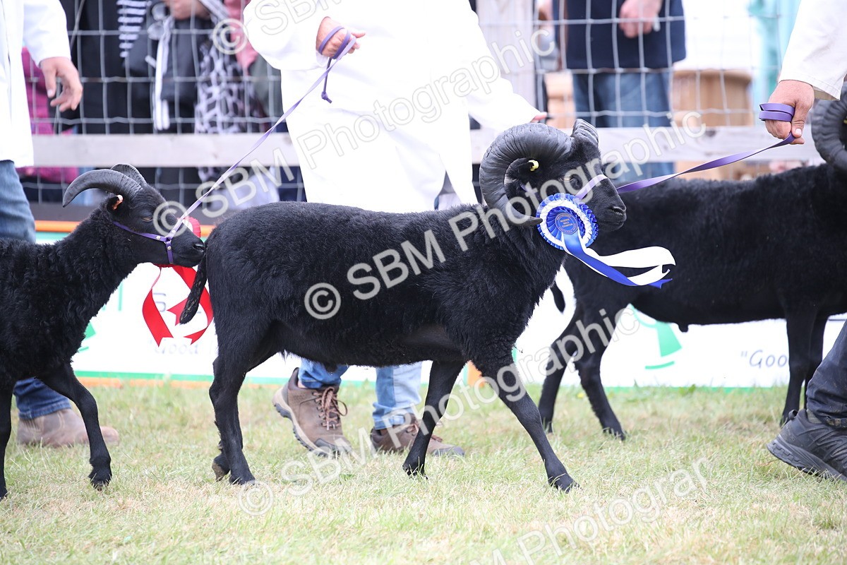 SBM_07777 - Grand Parade