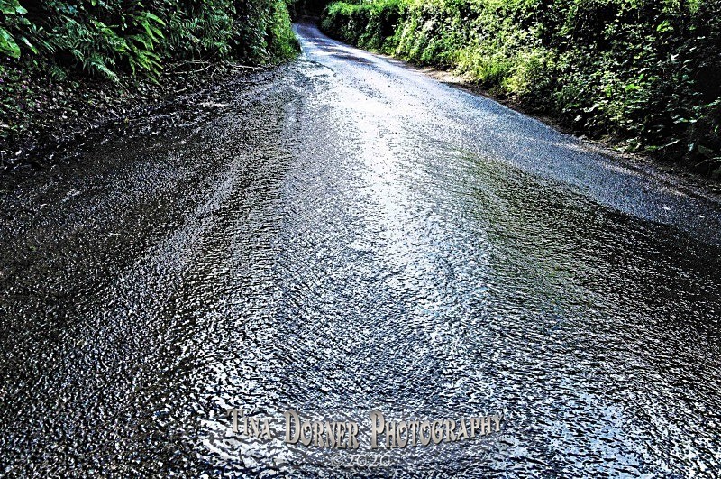Water Lane by Tina Dorner Photography, Forest of Dean and Wye Valley, Gloucestershire