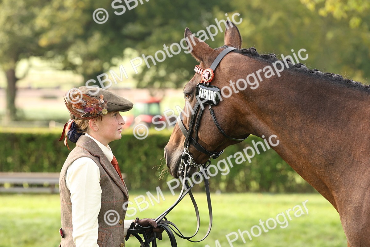 SBM_54991 - S52 - Riding Horse & Hack & thoroughbred In Hand