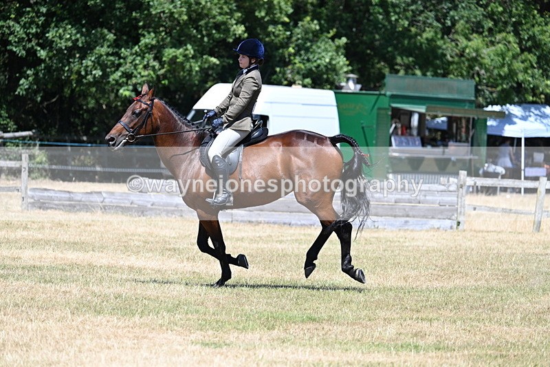 WJ7_3108 - Class 7 Riding Club Show Horse