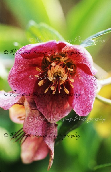 Helleborus x hybridus - 'Lenten Rose' - Plants