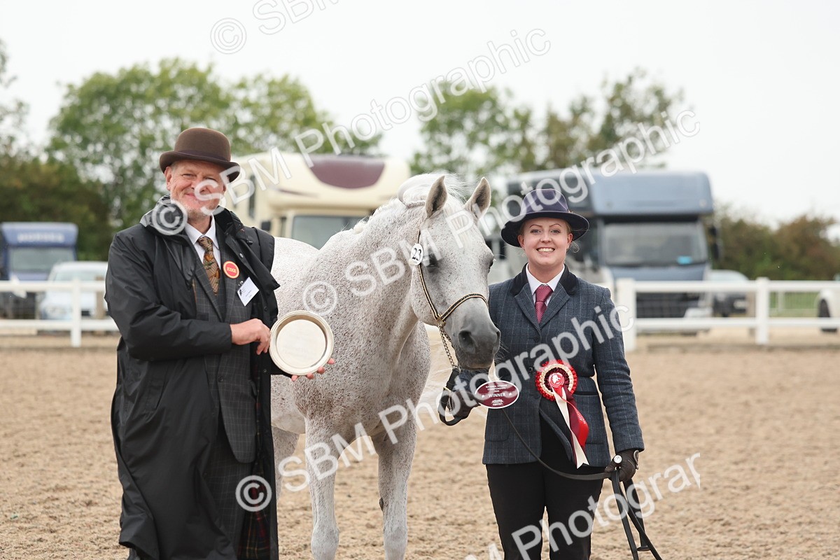 SBM_19430 - Class 317 - IH Pure Bred Horse-Pony