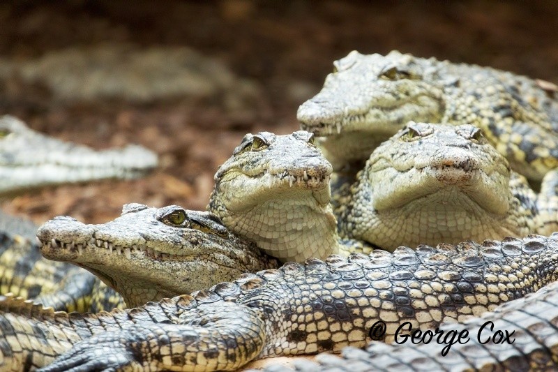 Crocodile Heads