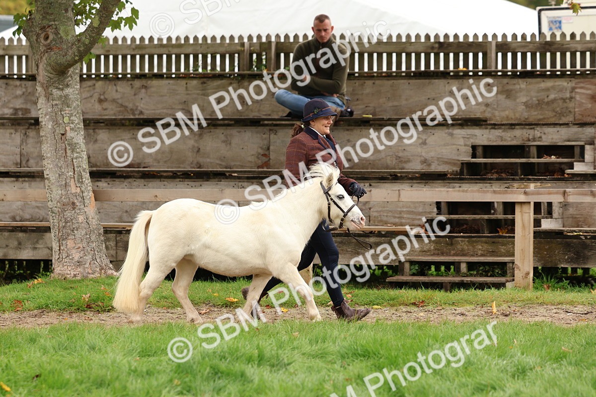 SBM_59874 - S36 - Rehabiliated Rescue Horse & Pony In Hand & Ridden