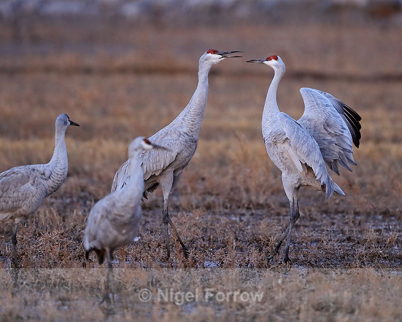 Dawn interaction of Sandhill Cranes, Bosque del Apache, New Mexico - Sandhill Crane