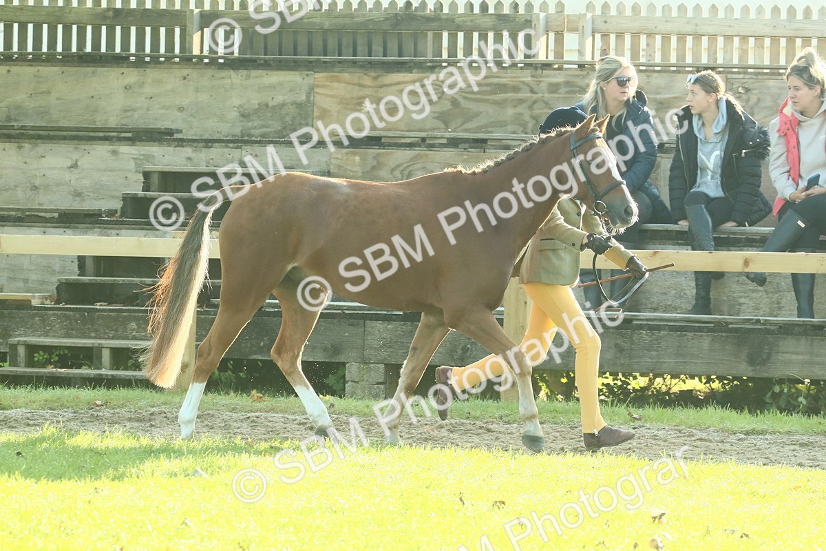SBM_57407 - S37 - Starters In Hand Showing