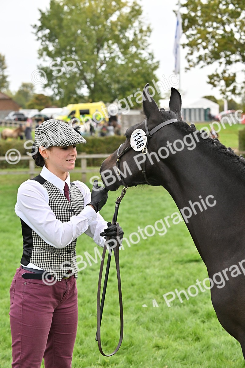 SBM_57569 - S46 - Part Bred Arab & Native Pony In Hand