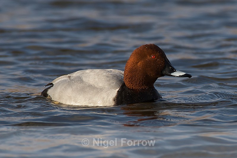 Pochard (male) - Pochard