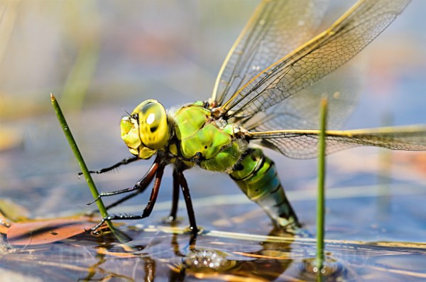 Female Emperor - Dragonflies & Damselflies