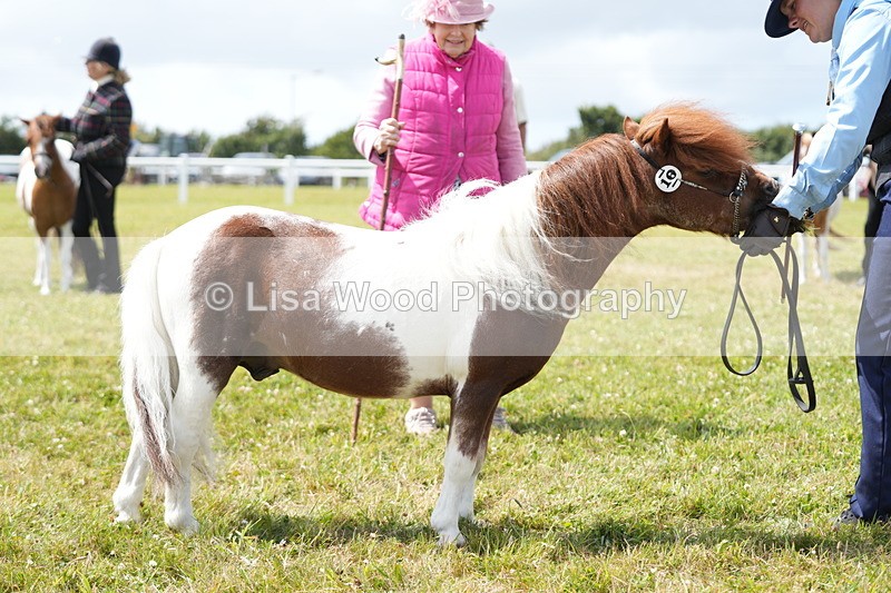 DSC06945 - Class 60: Coloured Pony 4yrs & over