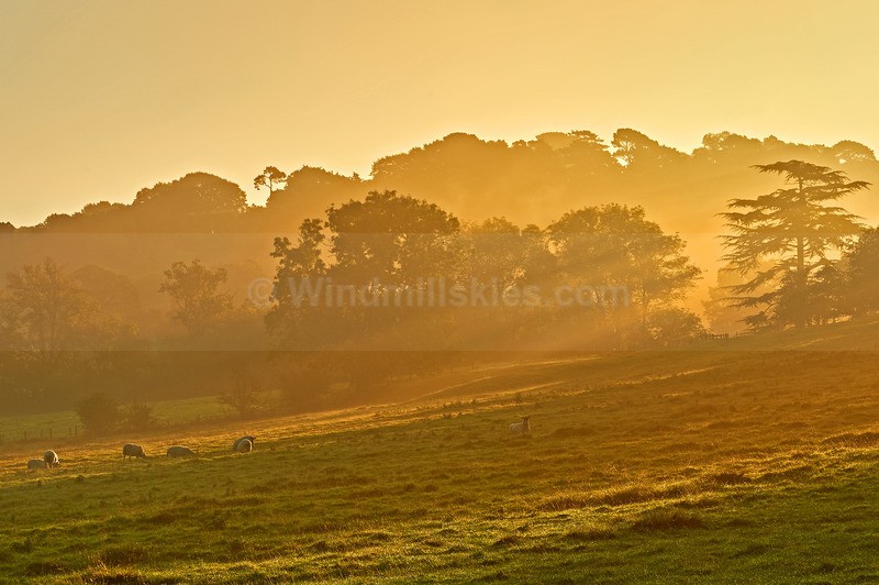 - Cotswolds