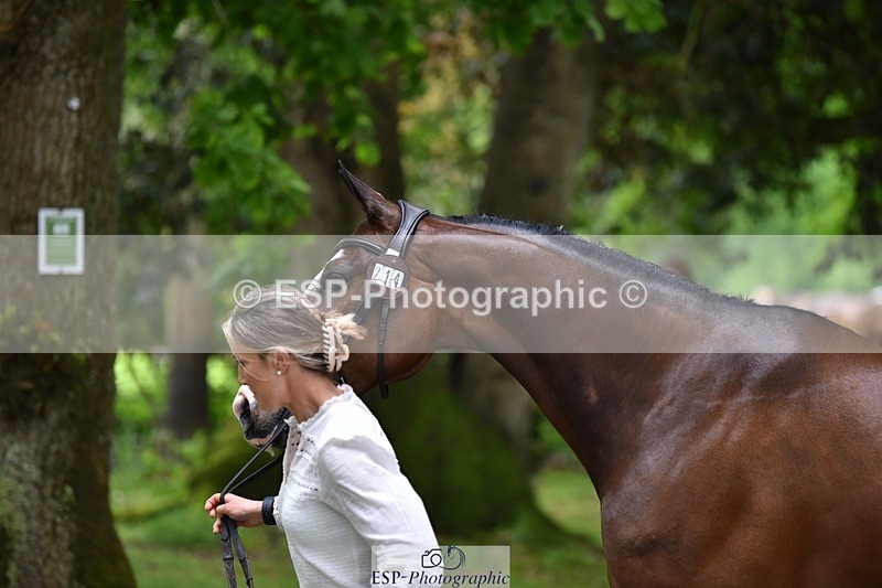 240522-163644-01046 - 214-DSH_GOLDEN_EYE-Lucinda_Mesquita